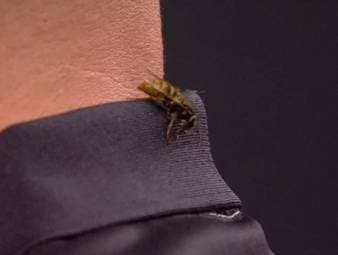 Erste WM-Sensation - und Ally-Pally-Wespe mittendrin 