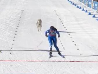 Vierbeiner stiehlt bei Olympia allen die Show!