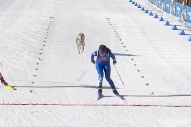 Vierbeiner stiehlt bei Olympia allen die Show!