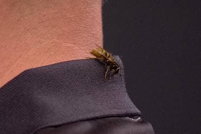 Sie ist zurück! Ally-Pally-Wespe sorgt für Diskussionen