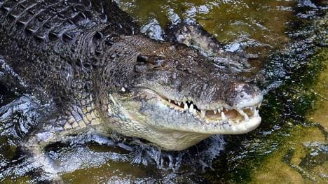 Salzwasserkrokodile werden bis zu sechs Meter lang