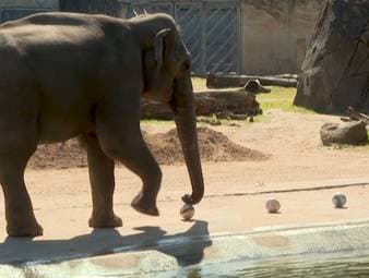 Der Elefant "Tarak" aus dem Kölner Zoo ist zum Fußball-Orakel geworden und hat bereits das Spiel gegen Curaçao richtig getippt. Nun hat er auch einen Sieg gegen die Elfenbeinküste vorhergesagt.