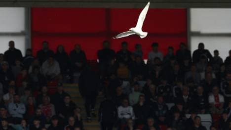 Eine Möwe verirrt sich ins Stadion (Symbolbild)